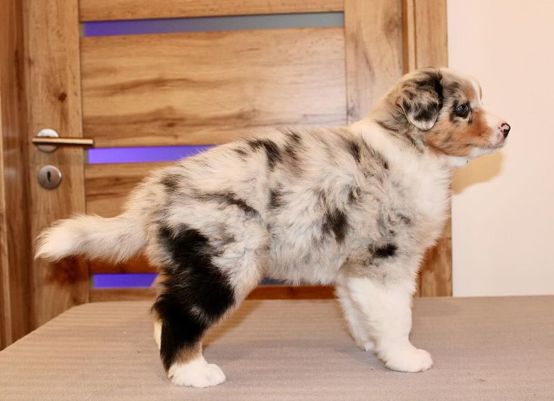 Annie - Australian Shepherd Puppy